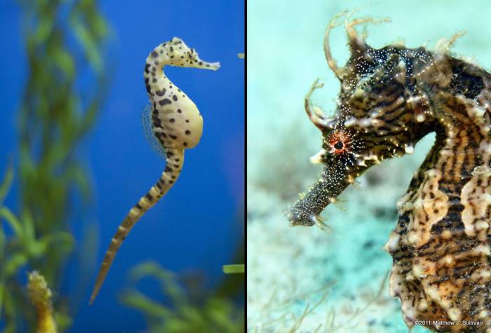 Морские коньки и Морские драконы в фотографиях
