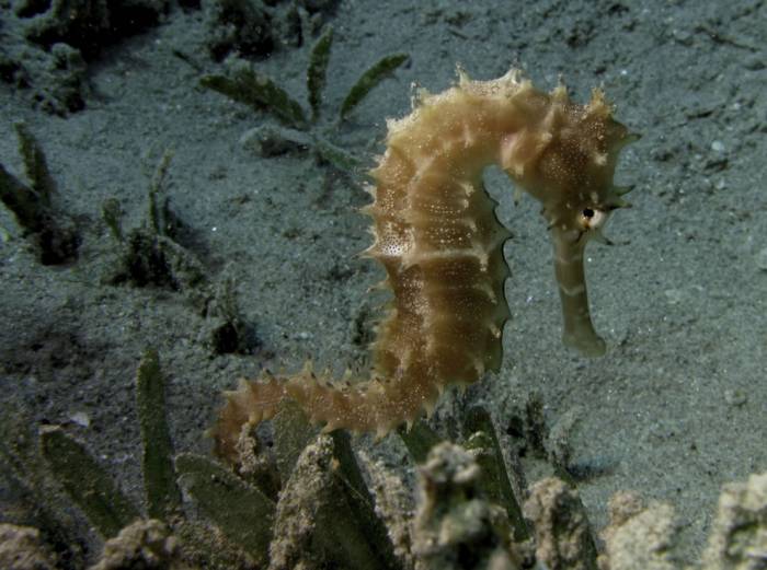 Морские коньки и Морские драконы в фотографиях