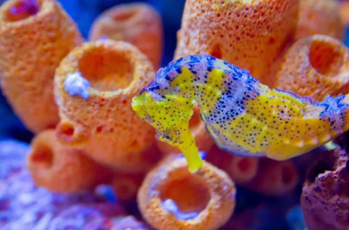 Морские коньки и Морские драконы в фотографиях