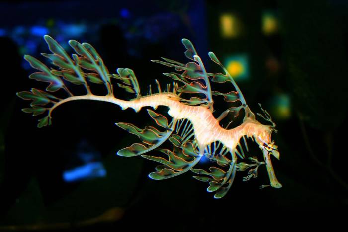 Морские коньки и Морские драконы в фотографиях