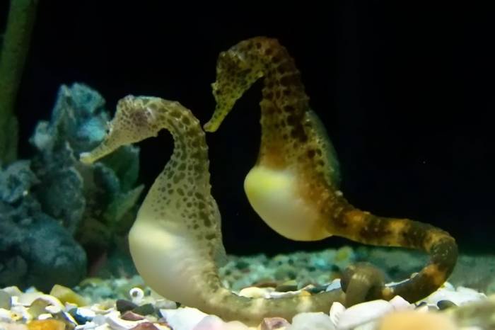 Морские коньки и Морские драконы в фотографиях