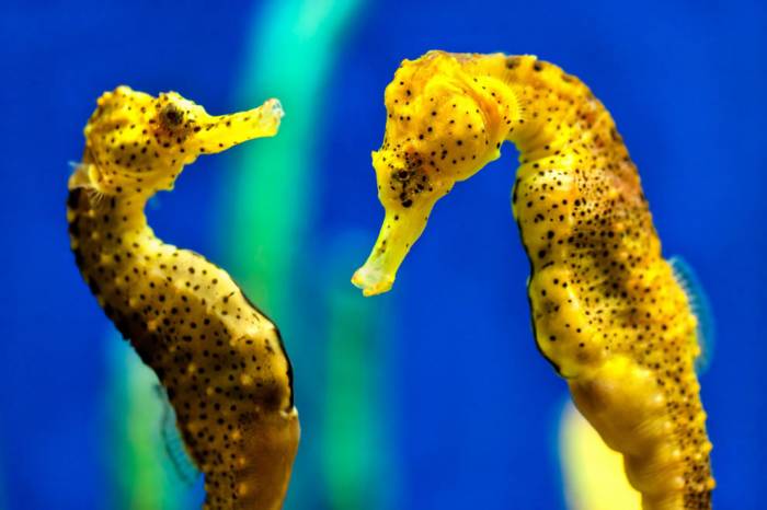 Морские коньки и Морские драконы в фотографиях