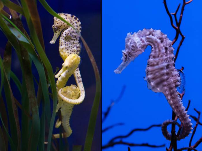 Морские коньки и Морские драконы в фотографиях
