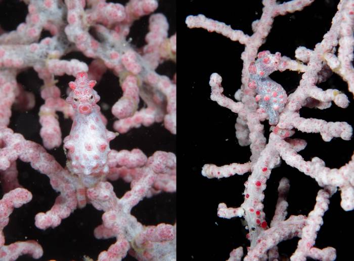 Морские коньки и Морские драконы в фотографиях