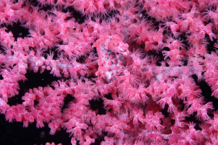 Морские коньки и Морские драконы в фотографиях