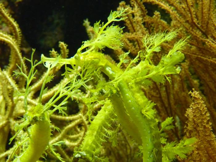 Морские коньки и Морские драконы в фотографиях