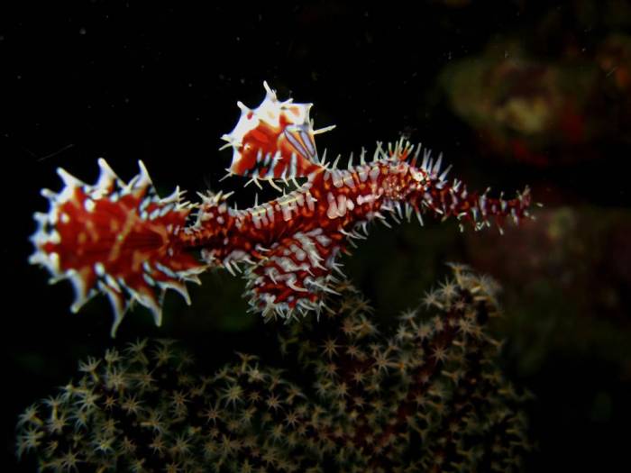 Морские коньки и Морские драконы в фотографиях