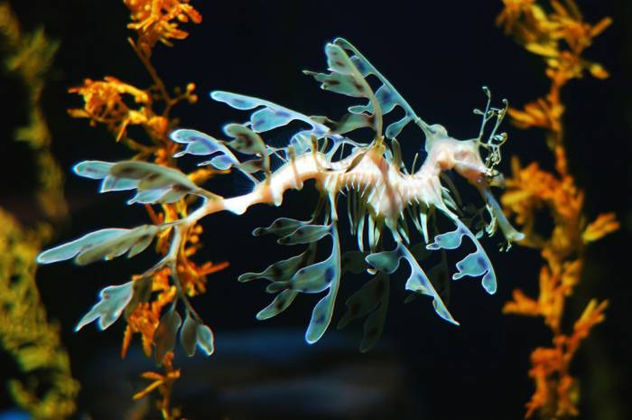 Морские коньки и Морские драконы в фотографиях