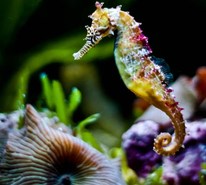 Морские коньки и Морские драконы в фотографиях