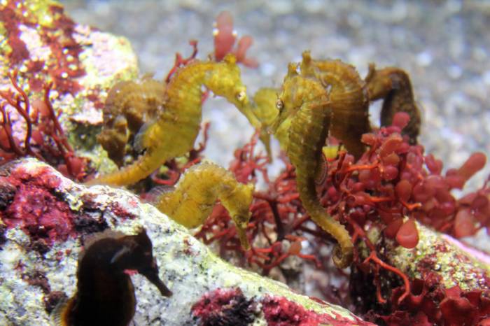 Морские коньки и Морские драконы в фотографиях