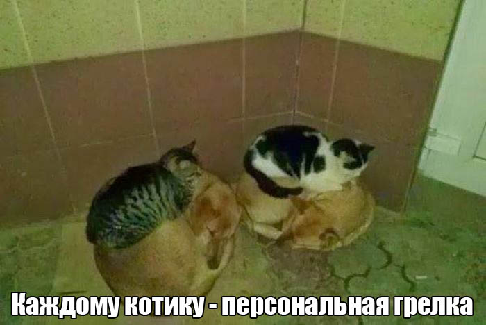 Порция картинок