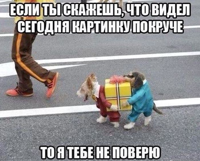 Порция картинок