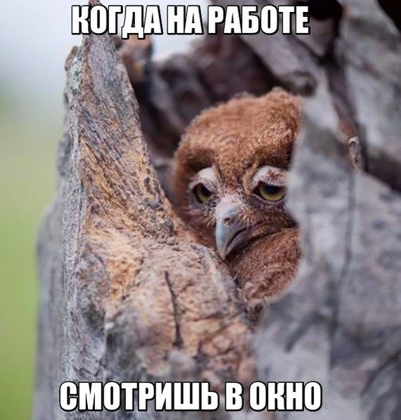 Порция картинок
