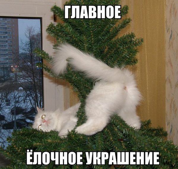 Порция картинок