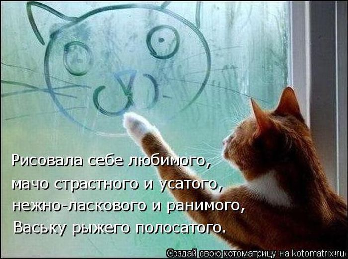 Лучшие котоматрицы недели