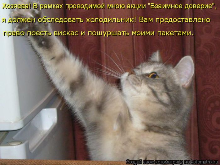 Лучшие котоматрицы недели