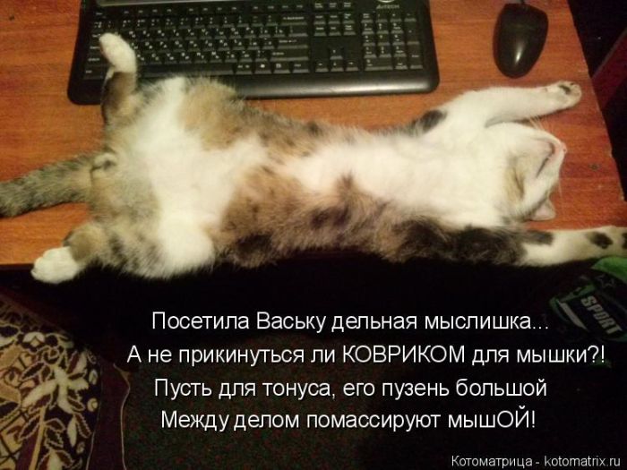 Лучшие котоматрицы недели