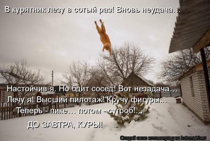Лучшие котоматрицы недели