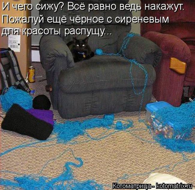 Лучшие котоматрицы недели