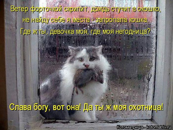 Лучшие котоматрицы недели