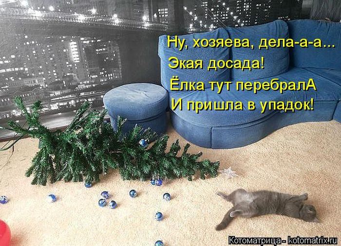Лучшие котоматрицы недели