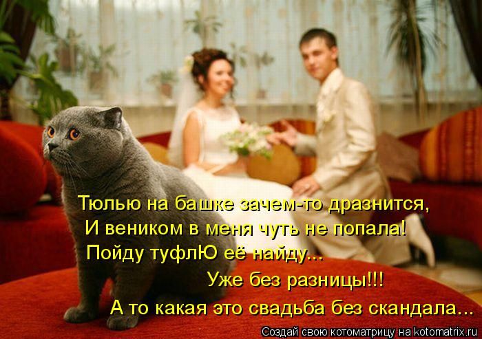 Лучшие котоматрицы недели