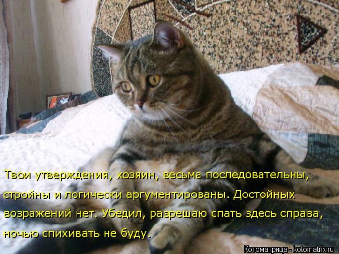 Лучшие котоматрицы недели