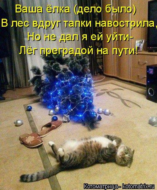Лучшие котоматрицы недели