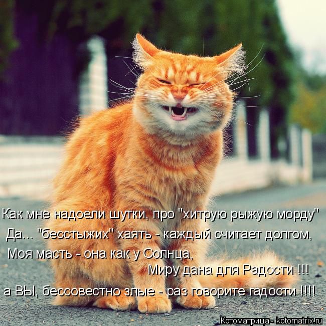 Лучшие котоматрицы недели