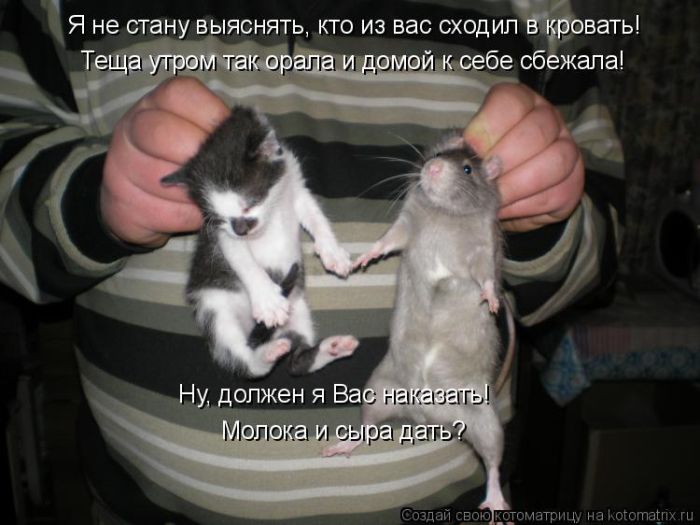 Лучшие котоматрицы недели