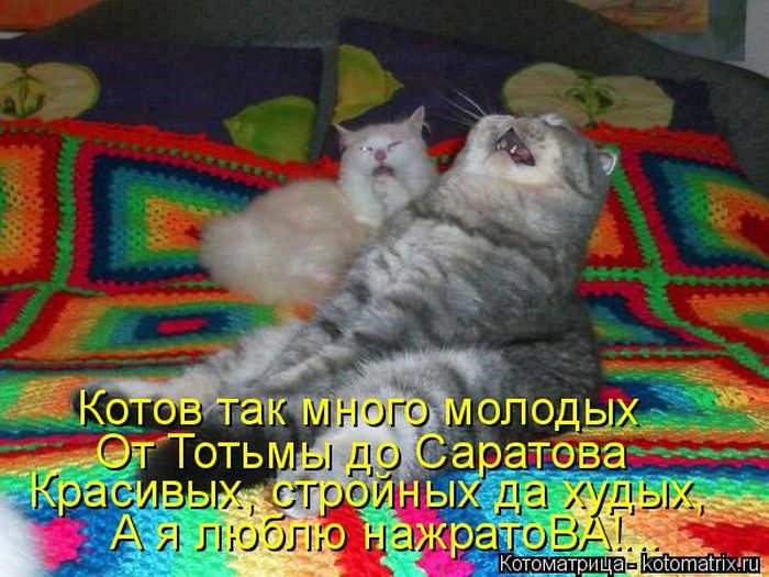 Лучшие котоматрицы недели