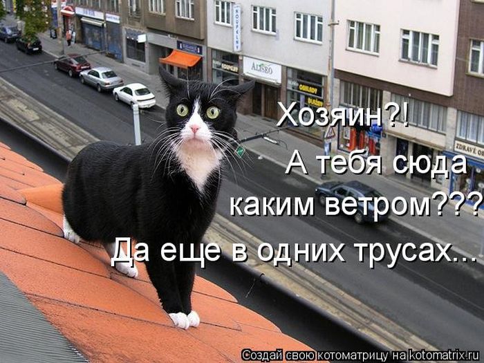 Лучшие котоматрицы недели