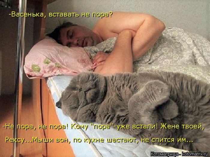 Лучшие котоматрицы недели