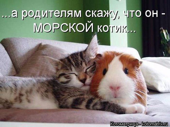 Лучшие котоматрицы недели