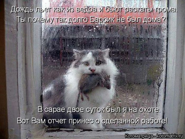 Лучшие котоматрицы недели