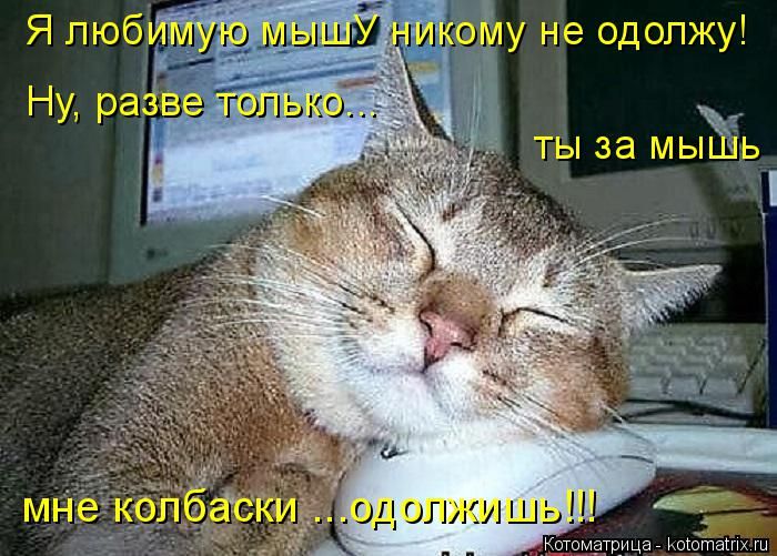 Лучшие котоматрицы недели
