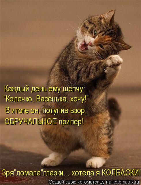 Лучшие котоматрицы недели