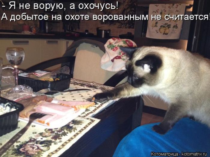 Лучшие котоматрицы недели