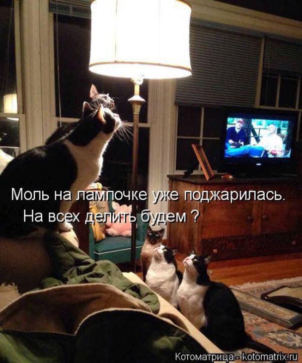 Лучшие котоматрицы недели