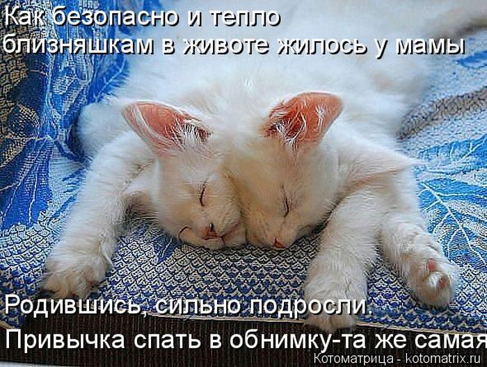 Лучшие котоматрицы недели