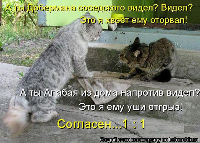 Лучшие котоматрицы недели