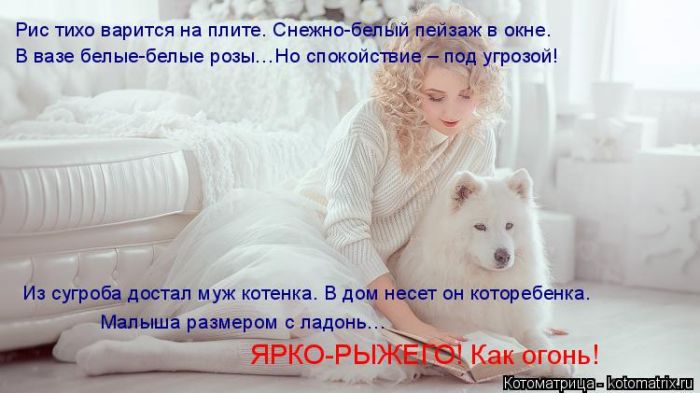 Лучшие котоматрицы недели