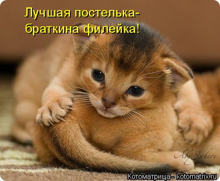 Лучшие котоматрицы недели