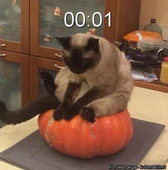 Лучшие котоматрицы недели