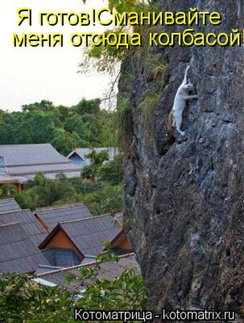 Лучшие котоматрицы недели