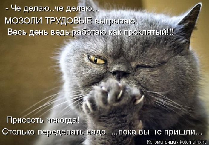 Лучшие котоматрицы недели