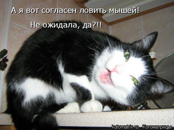 Лучшие котоматрицы недели