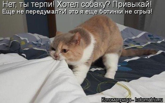 Лучшие котоматрицы недели
