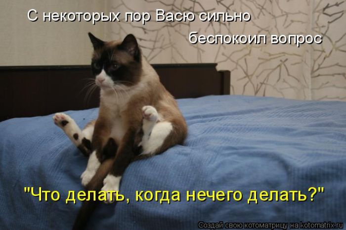 Лучшие котоматрицы недели