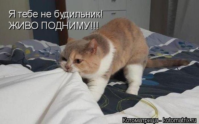 Лучшие котоматрицы недели